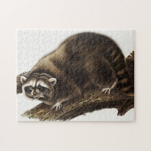 Waschbär (Procyon lotor) Illustration Puzzle