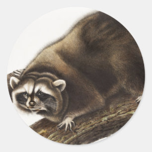 Waschbär (Procyon lotor) Illustration Runder Aufkleber