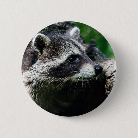 Waschbär-Profil Button (Vorderseite)