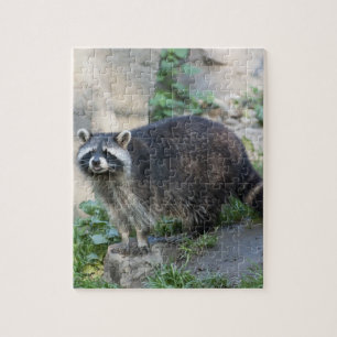 Waschbär Puzzle