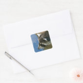 Waschbär Quadratischer Aufkleber (Umschlag)