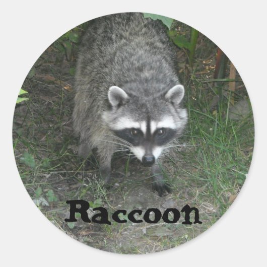 Waschbär Runder Aufkleber (Vorderseite)