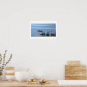 Waschbär-Schwimm-Foto-Poster Poster (Küche)
