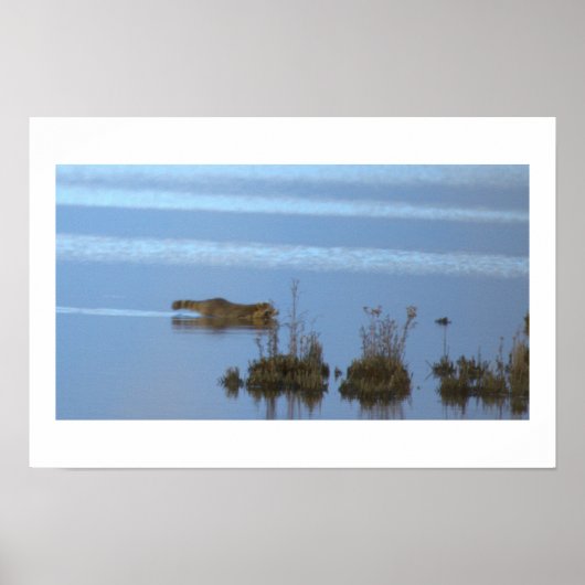Waschbär-Schwimm-Foto-Poster Poster (Vorne)