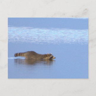 Waschbär-Schwimm-Foto-Postkarte Postkarte