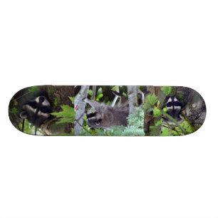 Waschbär Skateboard
