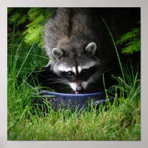 Waschbär-trinkender Druck Poster