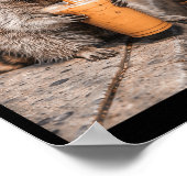 Waschbär trinkt Eiskaffee Meme lustiges Tier für Poster (Ecke)