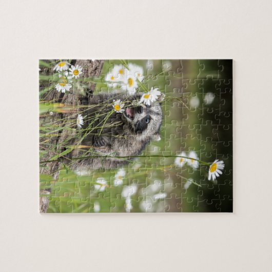 Waschbär-Überraschung Puzzle (Horizontal)