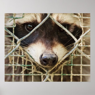 WASCHBÄR-WERT-POSTER POSTER