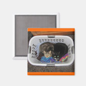 Wäschetrockner-Kätzchen Magnet (Vorderseite/Rückseite)