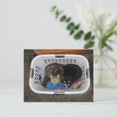 Wäschetrockner-Kätzchen Postkarte (Stehend Vorderseite)