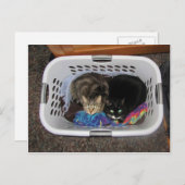 Wäschetrockner-Kätzchen Postkarte (Vorne/Hinten)