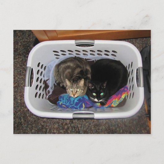 Wäschetrockner-Kätzchen Postkarte (Vorderseite)