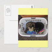 Wäschetrockner-Kätzchen Postkarte (Vorne/Hinten)