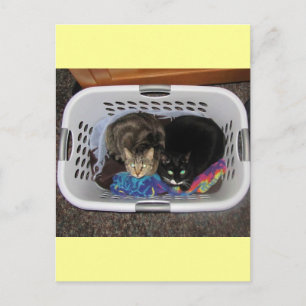 Wäschetrockner-Kätzchen Postkarte