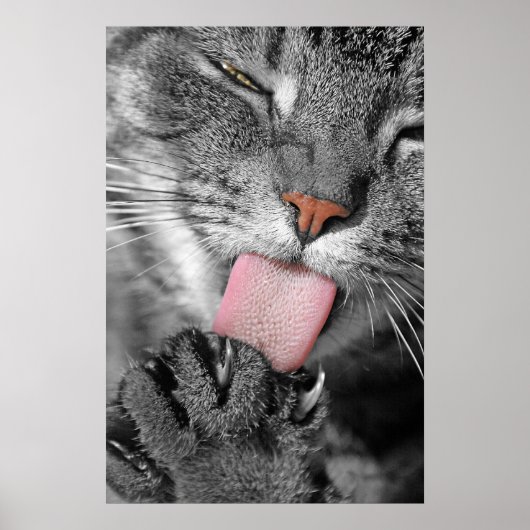 Washday Cat Poster Print (Vorne)