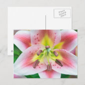 Washington, Bellevue, Lily Postkarte (Vorne/Hinten)
