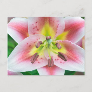 Washington, Bellevue, Lily Postkarte