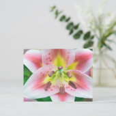 Washington, Bellevue, Lily Postkarte (Stehend Vorderseite)
