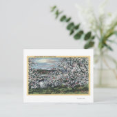 Washington - Blick auf die Apfelbäume in Blossom Postkarte (Stehend Vorderseite)