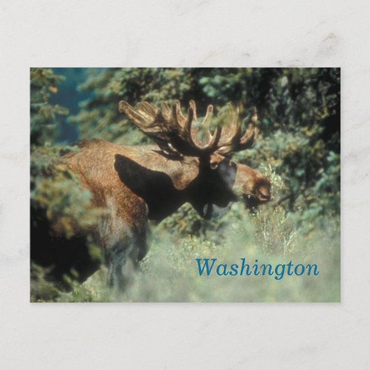 Washington Bull Elch Postcard Postkarte (Vorderseite)