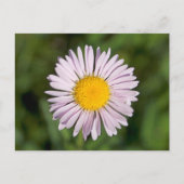 Washington, Cascade Range, Mount Baker Postkarte (Vorderseite)