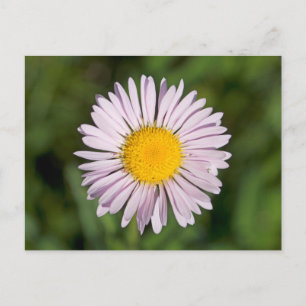Washington, Cascade Range, Mount Baker Postkarte