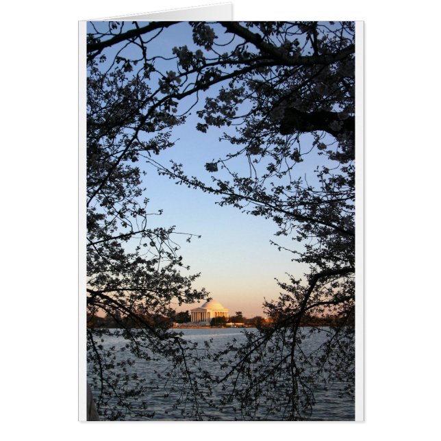 Washington DC Cherry Blossom (Vorne)