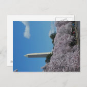 Washington DC Cherry Blossom 2 Postkarte (Vorne/Hinten)