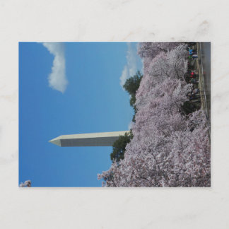 Washington DC Cherry Blossom 2 Postkarte