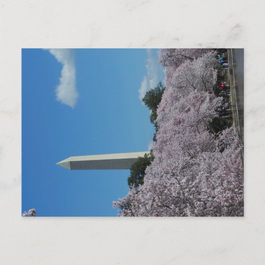 Washington DC Cherry Blossom 2 Postkarte (Vorderseite)