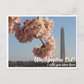 Washington DC Jefferson Memorial mit Kirschbaum Postkarte (Vorderseite)