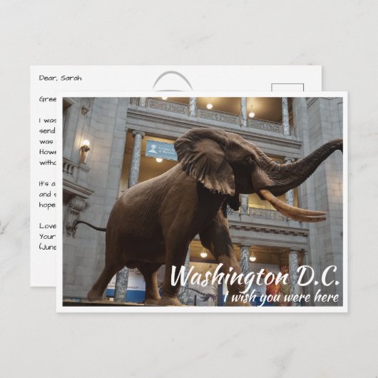 Washington DC Smithsonian Museum National History Postkarte (Vorne/Hinten)