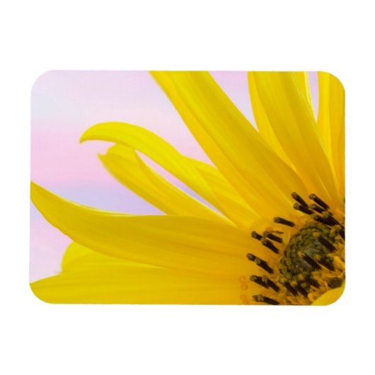 Washington. Detail Sonnenblumen 1 Magnet (Horizontal)
