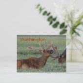 Washington Elch Postcard Postkarte (Stehend Vorderseite)