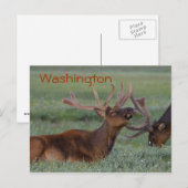 Washington Elch Postcard Postkarte (Vorne/Hinten)