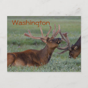Washington Elch Postcard Postkarte