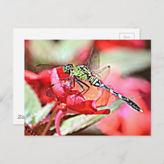Washington Green Darner Dragonfly Postkarte (Vorne/Hinten)