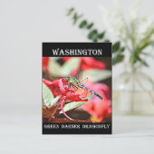 Washington Green Darner Dragonfly Postkarte (Stehend Vorderseite)