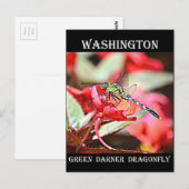 Washington Green Darner Dragonfly Postkarte (Vorne/Hinten)