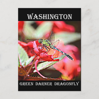 Washington Green Darner Dragonfly Postkarte