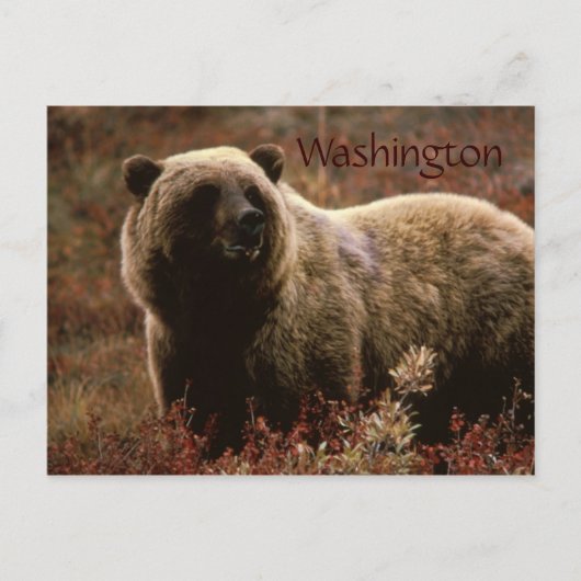 Washington Grizzlybär Postkarte (Vorderseite)