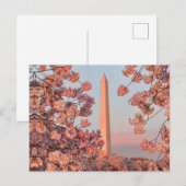 Washington Monument - Cherry Blossoms Postkarte (Vorne/Hinten)