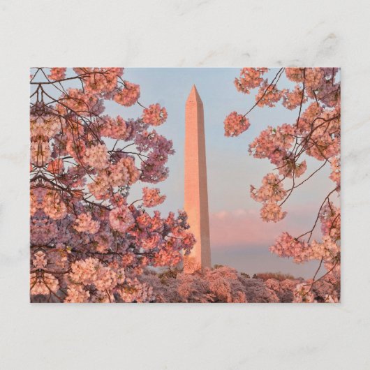 Washington Monument - Cherry Blossoms Postkarte (Vorderseite)