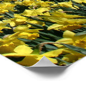 Washington Monument Daffodils Poster (Ecke)