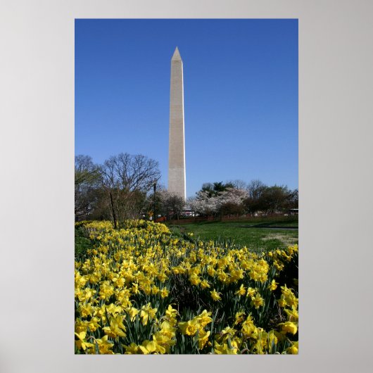 Washington Monument Daffodils Poster (Vorne)