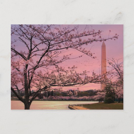 Washington-Monument-Kirschblüten-Festival Postkarte (Vorderseite)