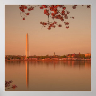 Washington Monument Sakura at sunset. Poster