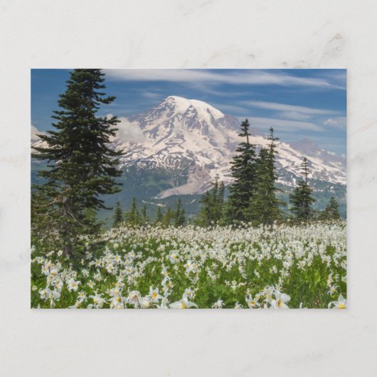 Washington, Mount Rainier Nationalpark 1 Postkarte (Vorderseite)